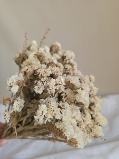 Statice flor seca