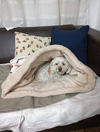 Saco Cama para Perros pequeños Lona Estampada