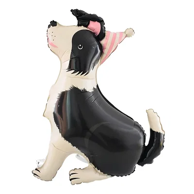border collie