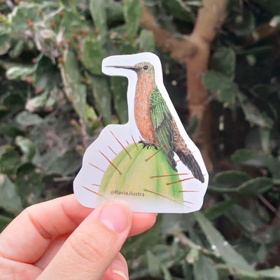 Sticker Colibrí Gigante