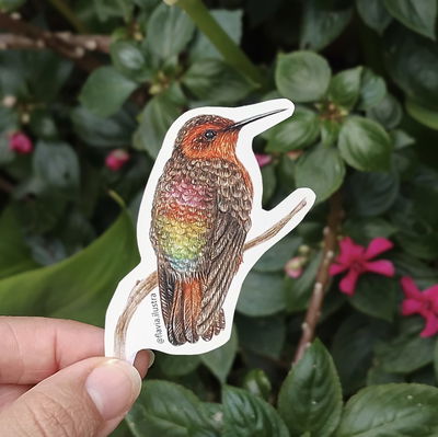 Sticker Colibrí Cobrizo