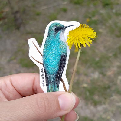 Sticker Colibri Pico Corto