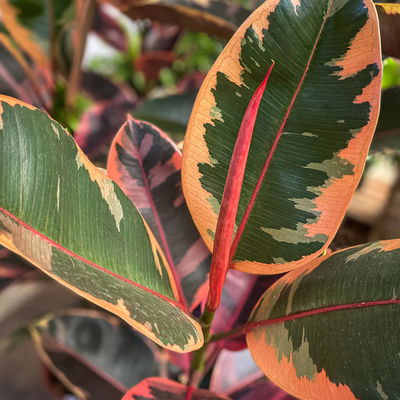 Planta Ficus Elastica Ruby