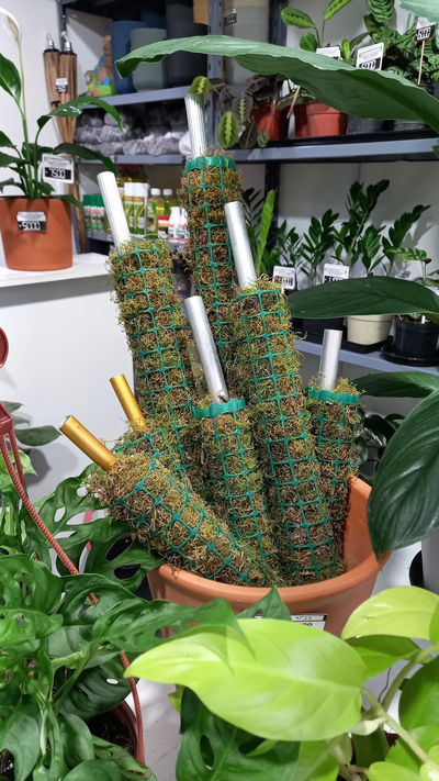Tutor con Musgo 23 Cm.