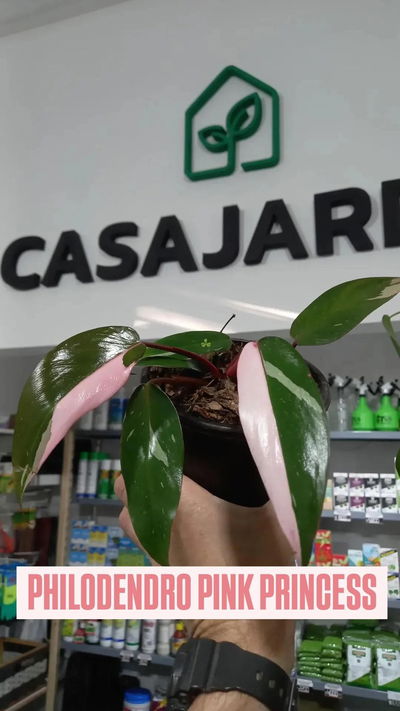 Planta Philodendron Pink Princess