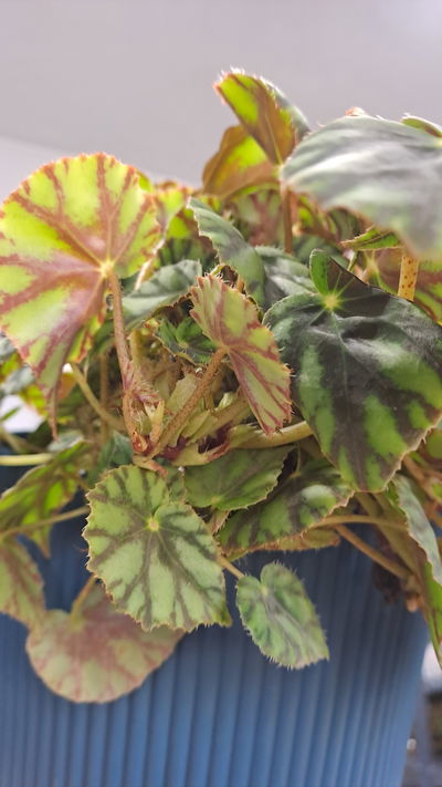 Begonia Cleopatra