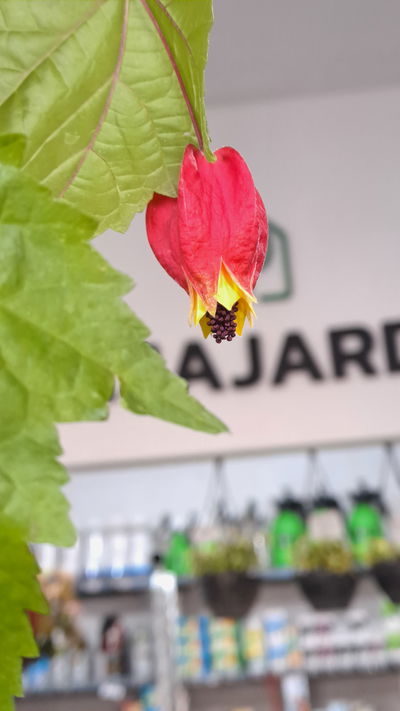 Abutilon chico