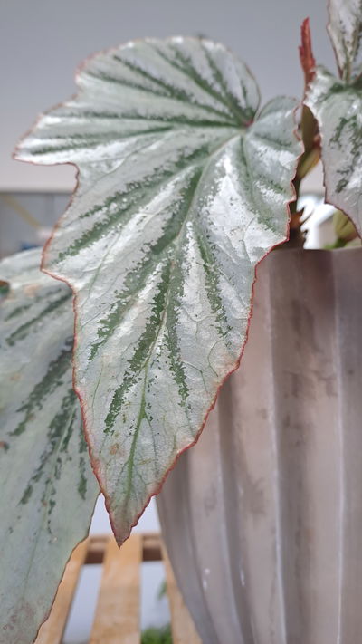 Begonia Cascada