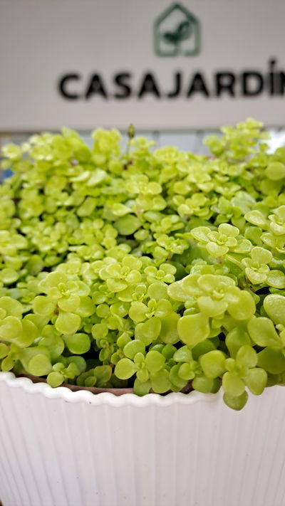 Soleirolia soleirolii