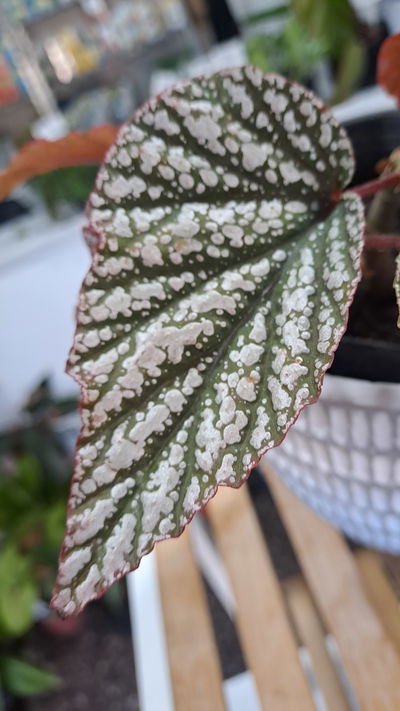 Begonia Rex