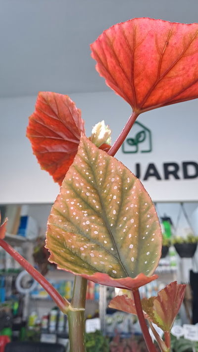 Begonia Pink Spot