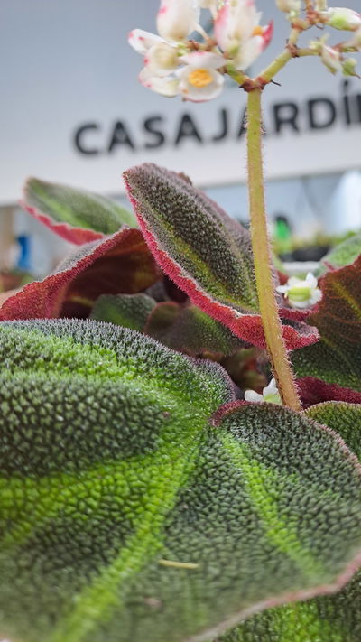 Begonia Brasilera