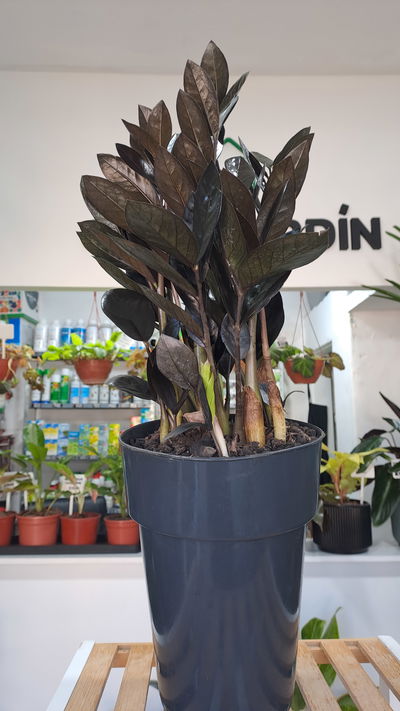 Zamioculca Black