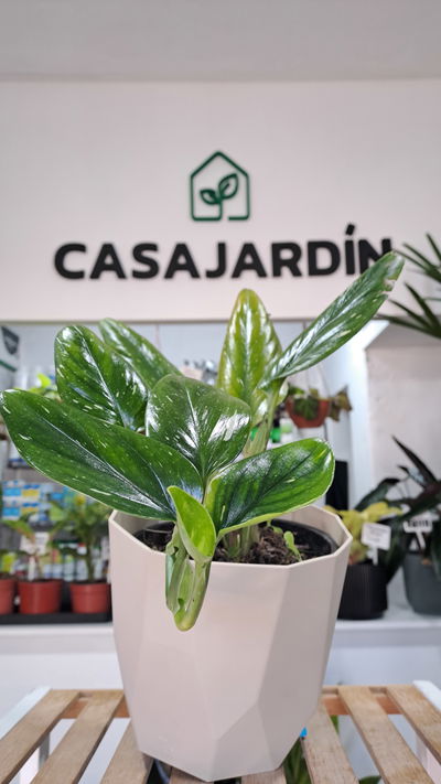 Philodendro Cobra