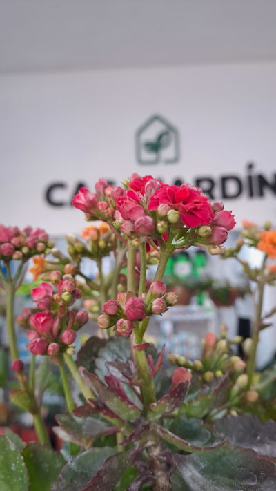 Kalanchoe