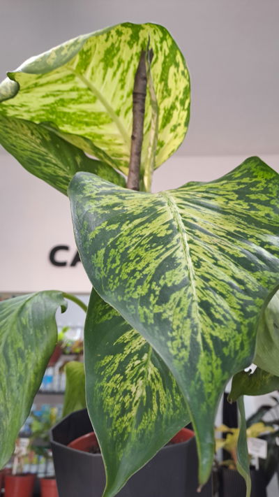 Philodendro Dieffenbachia