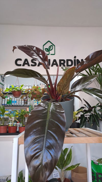 Philodendron Imperial Rojo