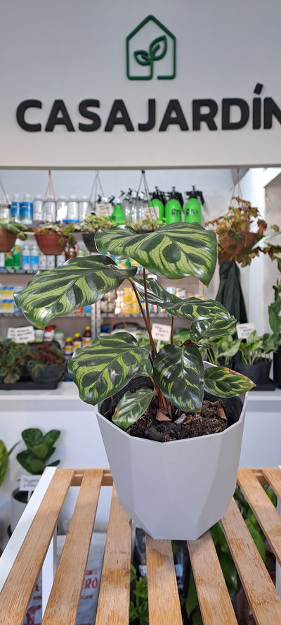 Calathea Makoyana