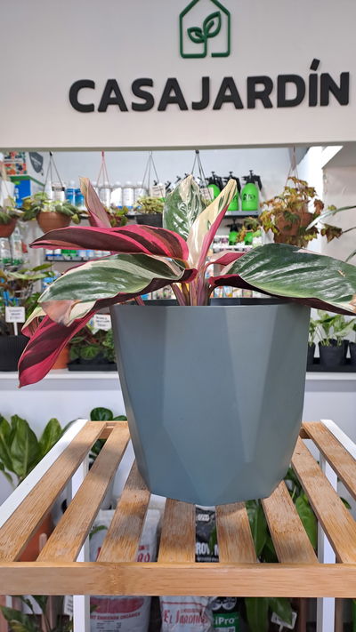 Calathea Stromanthe