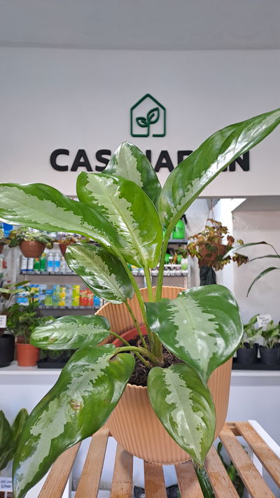 Aglaonema Siam Aurora