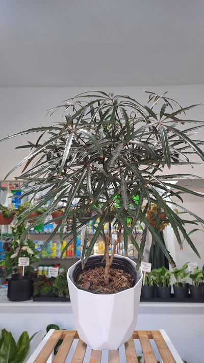 Aralia Elegantisima