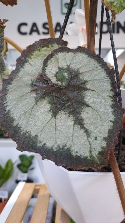 Begonia Caracol