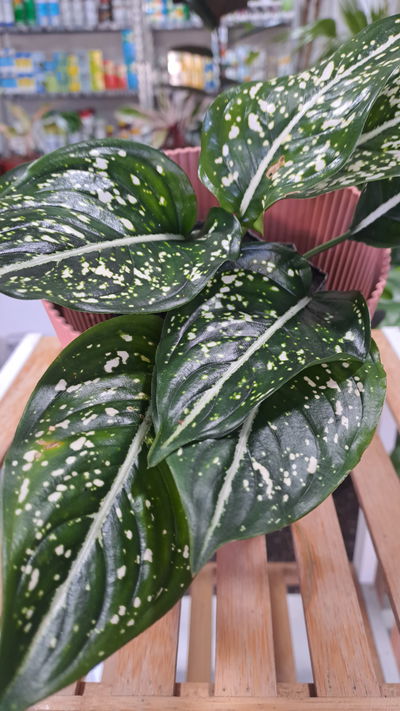 Aglaonema Perdiz