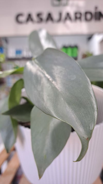Philodendron Plateado