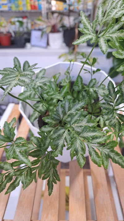 Helecho Pteris