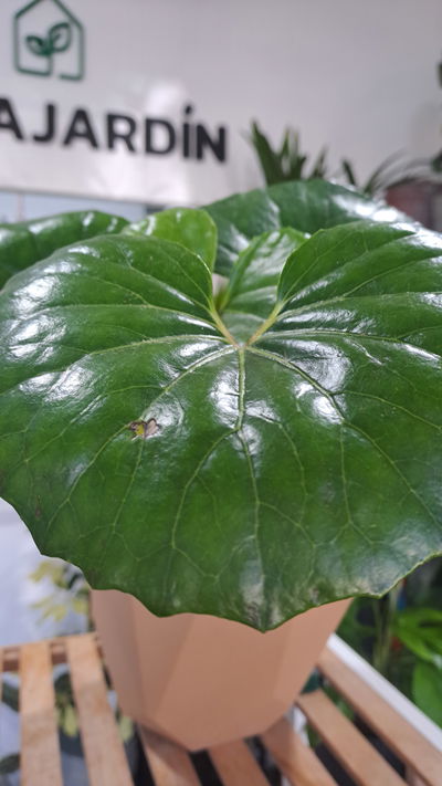 Boina de Vasco