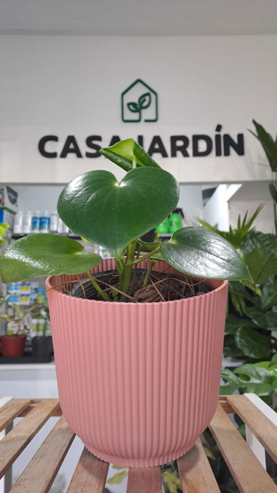 Peperomia raindrop