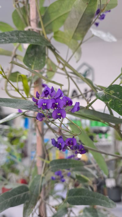  Hardenbergia