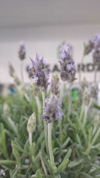 Lavanda