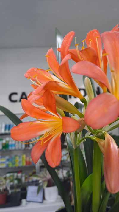 Clivia