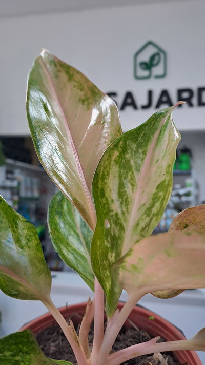 Aglaonema Silver Bay