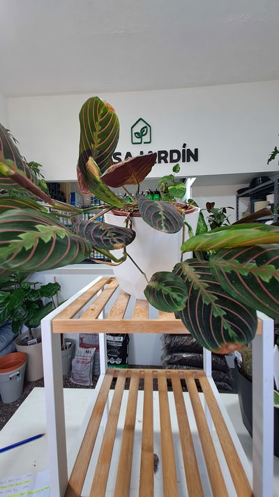 Calathea Maranta
