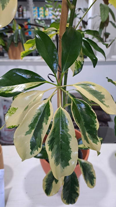 Aralia Variegada