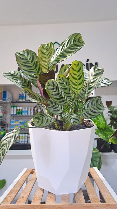 Calathea Puertorriqueña