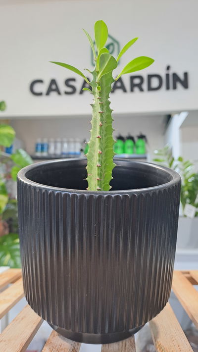 Cactus Catedral