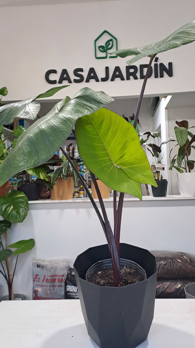 Alocasia Black Magic