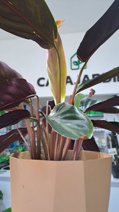 Calathea Stramonte Black