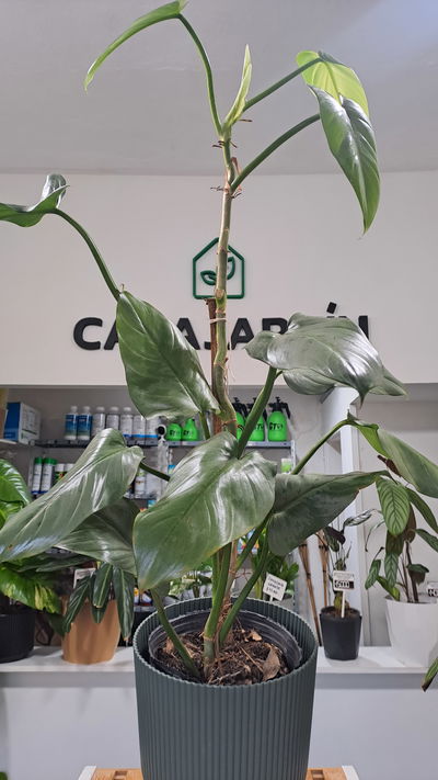 Philodendron Plateado