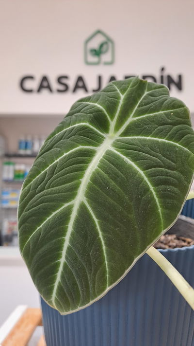 Alocasia Black Velvet