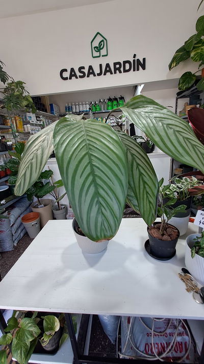 Calathea Freddy