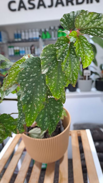 Begonia Alas de Ángel