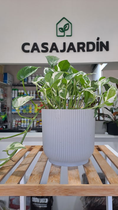 Potus Eio (Pothos Joy)