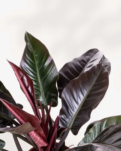 Philodendron Imperial Rojo