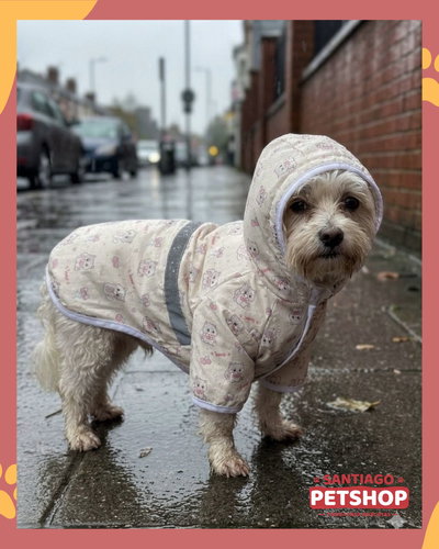 Piloto estampado Gatitos