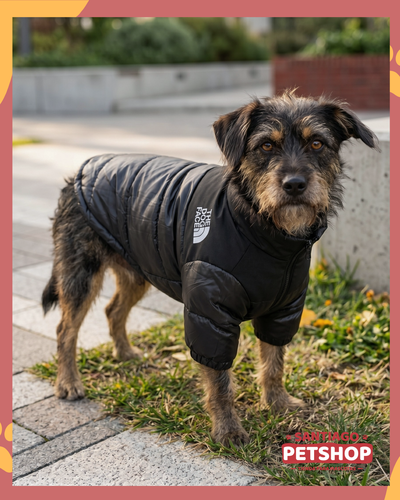Puffer The Dog Face Negra