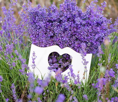 ACEITE ESENCIAL LAVANDA 100 ML